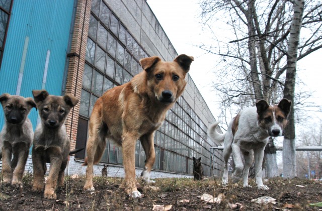 Жители Башкирии требуют прекратить отстрел собак