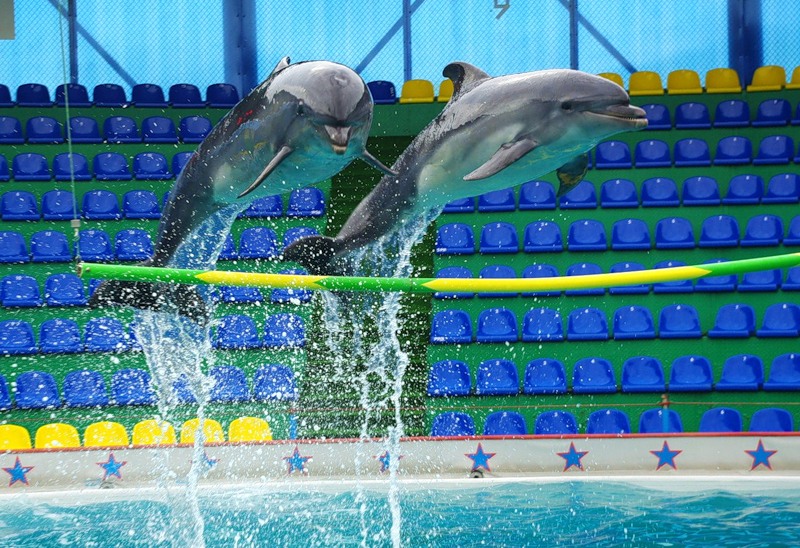 По техническим причинам закроется уфимский дельфинарий