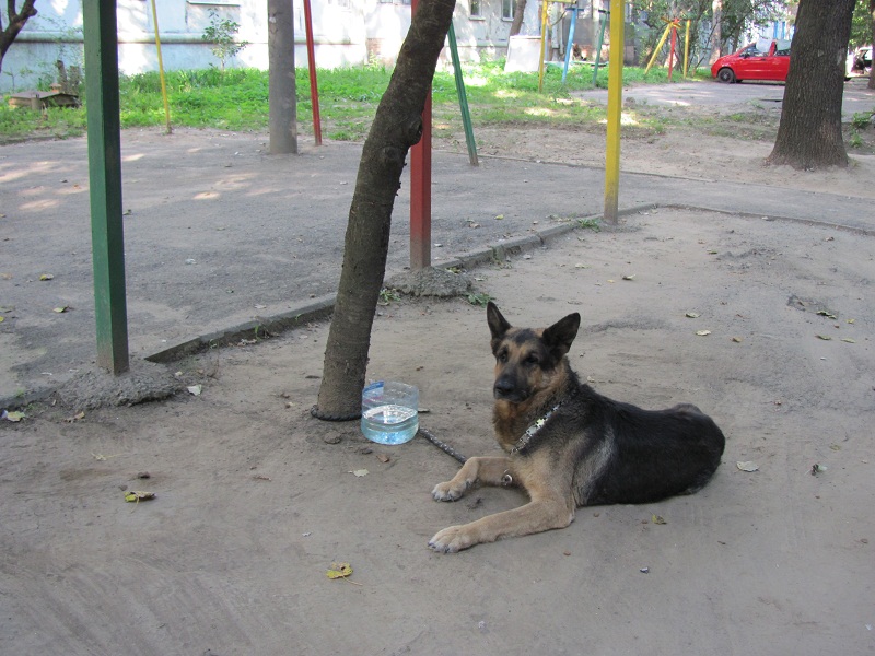 В Башкирии собака раскопала скелет человека во дворе дома