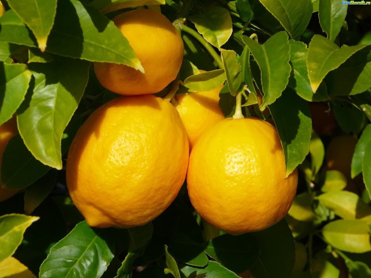Уфимскому лимонарию присвоят статус памятника природы