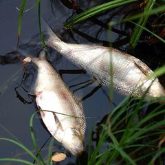 В озере Кривое погибла рыба