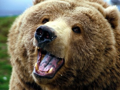 В Башкирии на улице поймали медведя