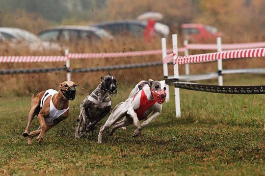 Шестнадцатого сентября в Уфе состоятся собачьи бега