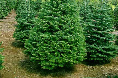 В Уфе уже продают новогодние елки