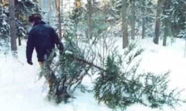 В Уфе начался строгий контроль незаконной вырубки деревьев