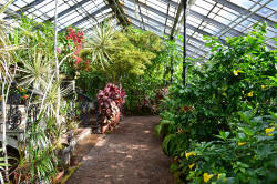 В уфимском Ботаническом саду экзотические растения спасают от морозов