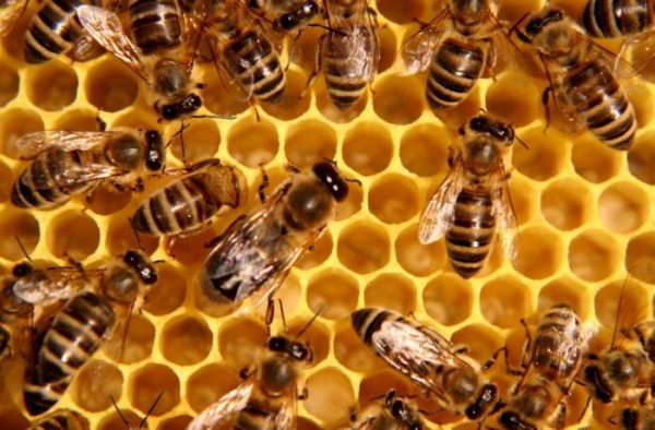 Башкортостан намерен экспортировать в Китай пчел