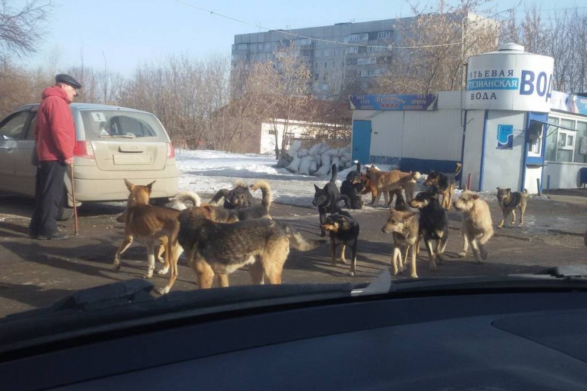 Парламентарии Башкортостана обратятся в администрацию Уфы по поводу отлова безнадзорных животных