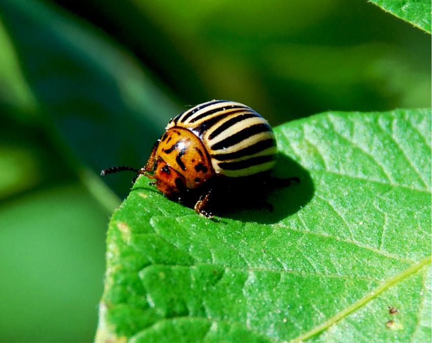 Башкирские ученые нашли метод борьбы с колорадским жуком