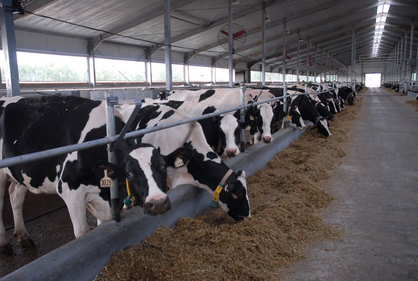 В Башкортостане выросла продуктивность молочного скота