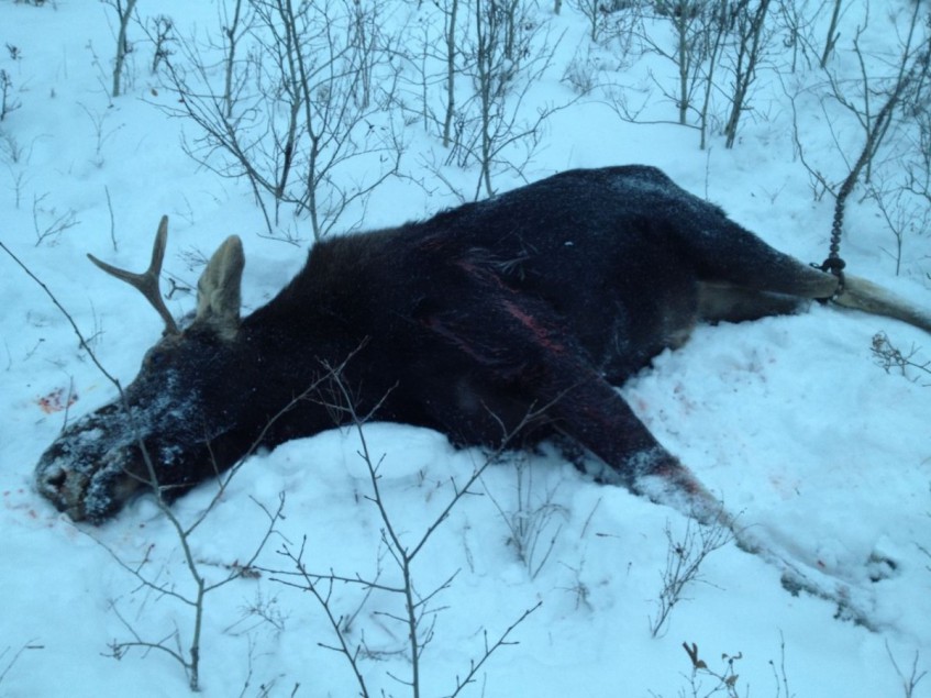 В Башкирии поймали браконьера, застрелившего двух лосей