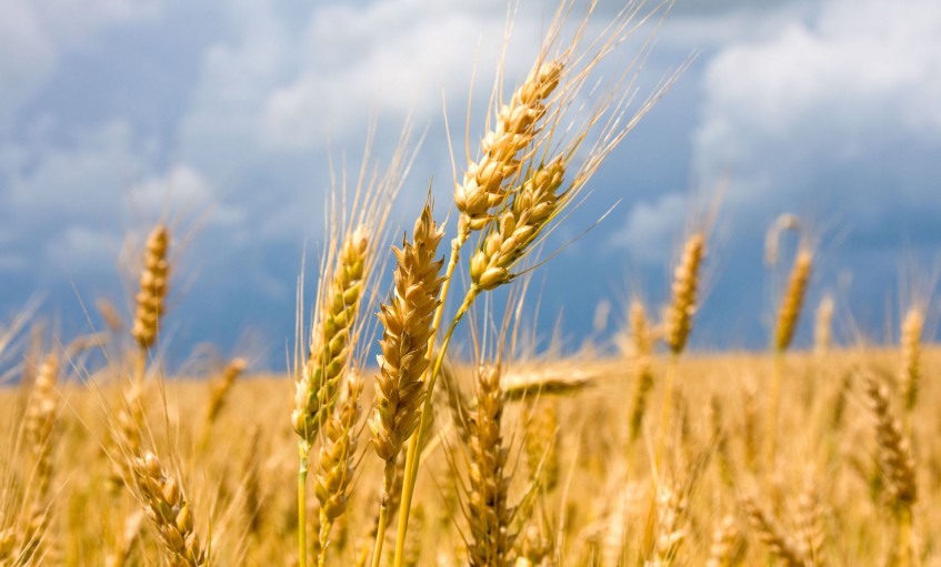 Башкирия подписала соглашение по испытанию и охране селекционных сельхозкультур