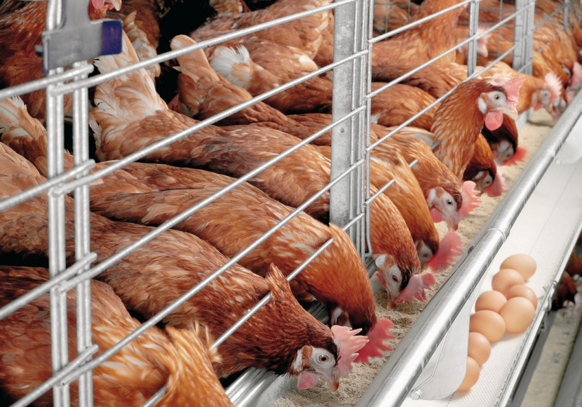 Холдинг закроет 50%-ную потребность Башкирии в мясе птицы