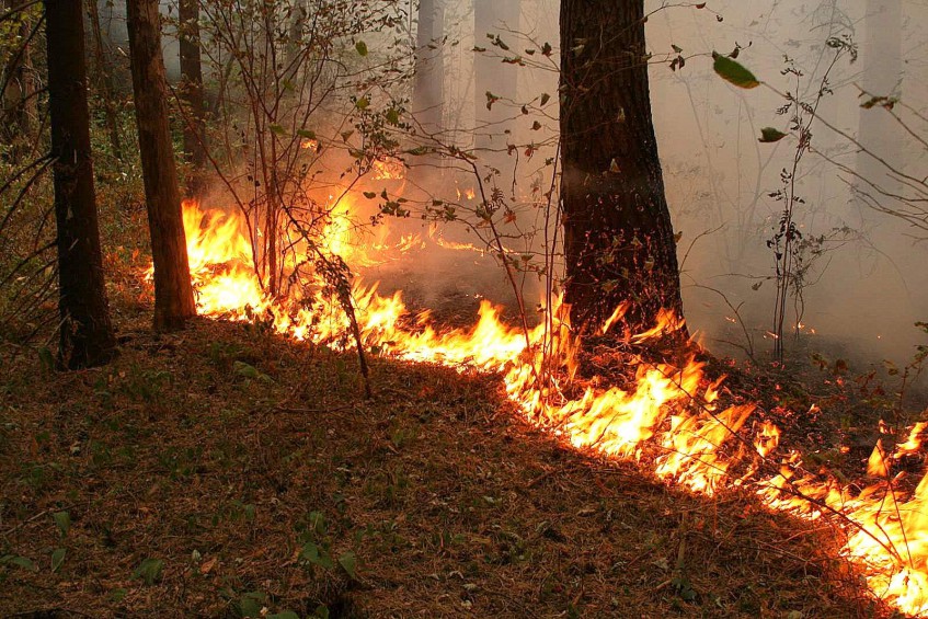 В Башкирии открыта «горячая линия» по лесным пожарам