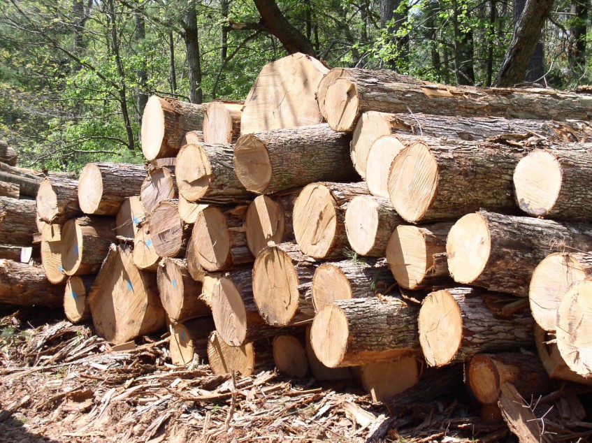 В Башкирии установили новые нормативы заготовки древесины для собственных нужд