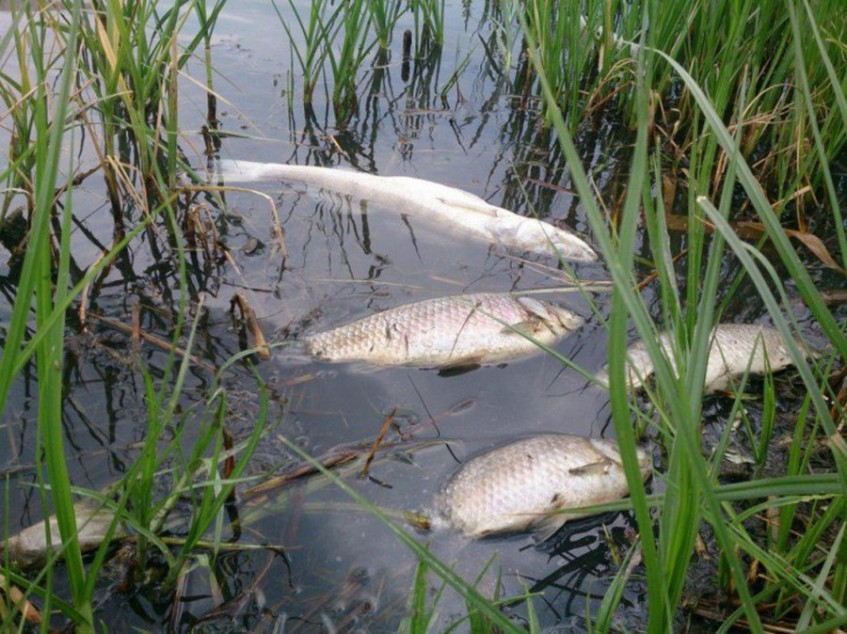 В башкирской реке Таналык обнаружена массовая гибель рыбы