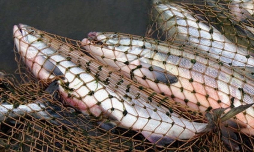 В Башкирии у браконьеров изъято более 900 кг рыбы