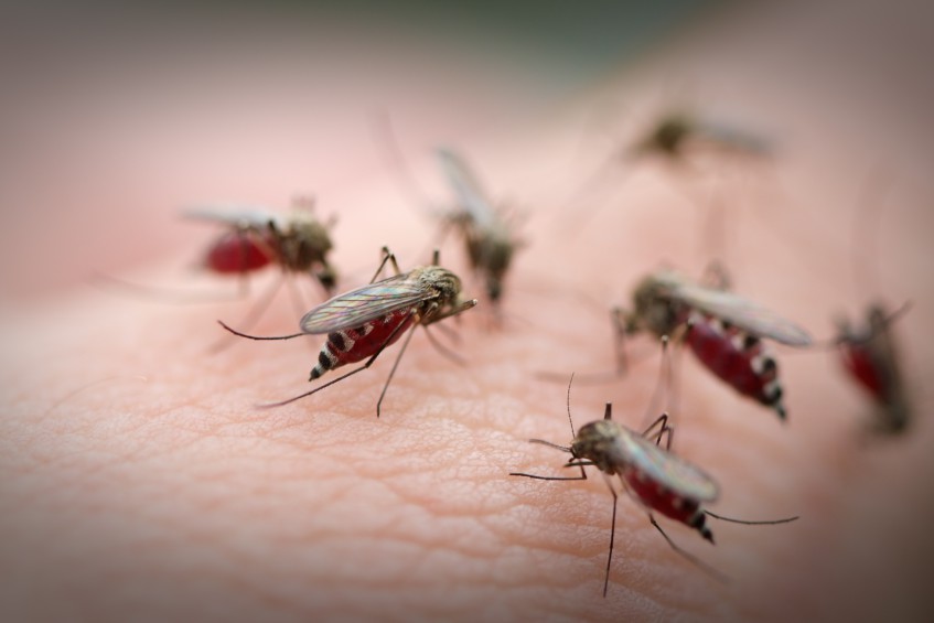 Власти Уфы: Спецструктуры не были готовы к активности комаров