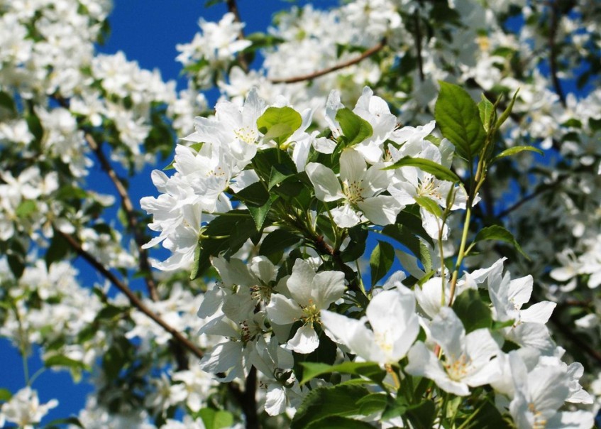 В столице Башкирии высадят аллею яблонь «Сад памяти»