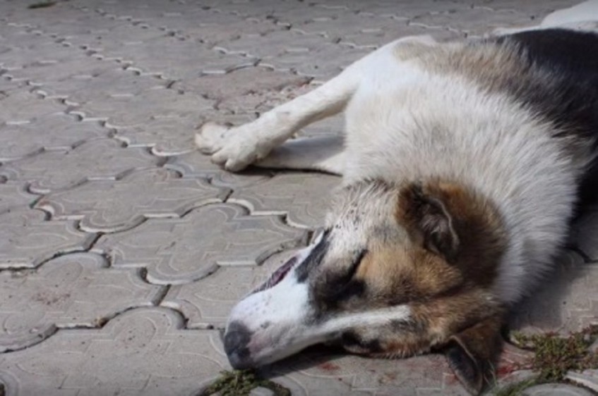 В Уфе спасли собаку, в которую стреляли из пистолета