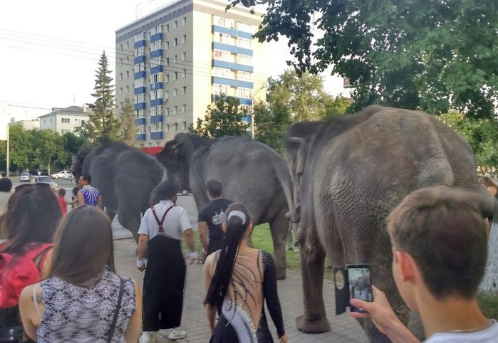 По улицам Уфы слонов водили