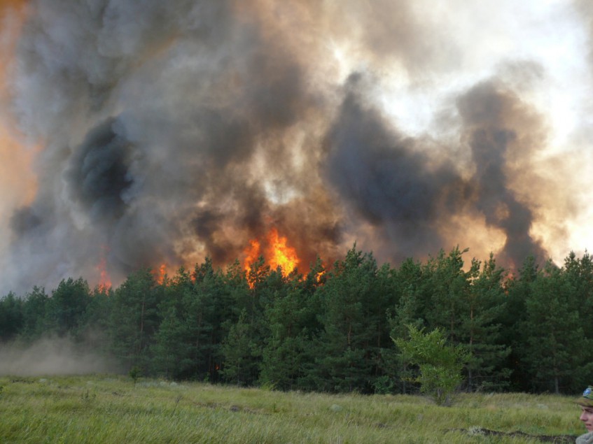 В Башкирии треть лесных пожаров возникли из-за грозовых разрядов