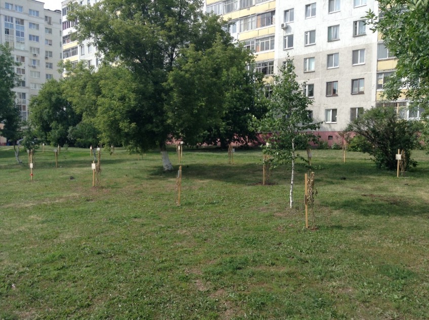 В Уфе аллея проекта «Новая жизнь» превратилась в кладбище засохших деревьев