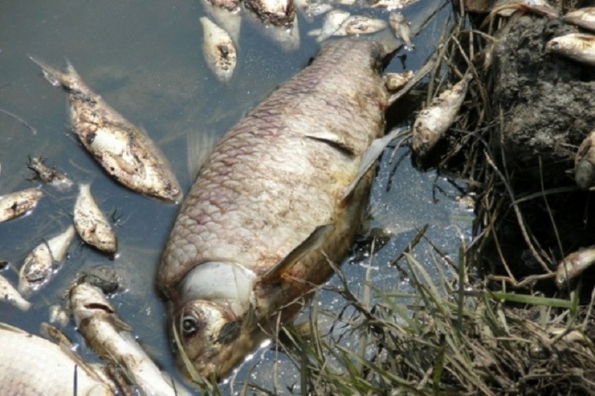 В Башкирии в одном из водоемов зафиксирована массовая гибель рыбы