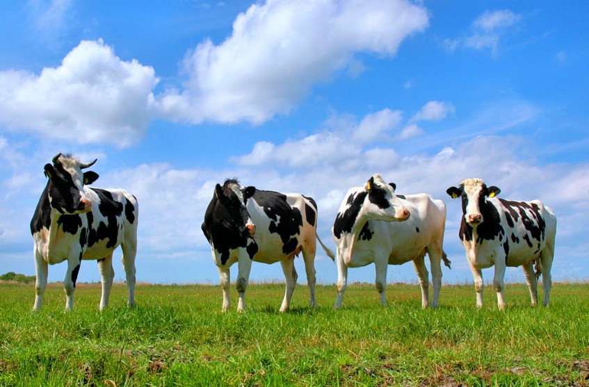 Башкирия получит субсидию на развитие животноводства