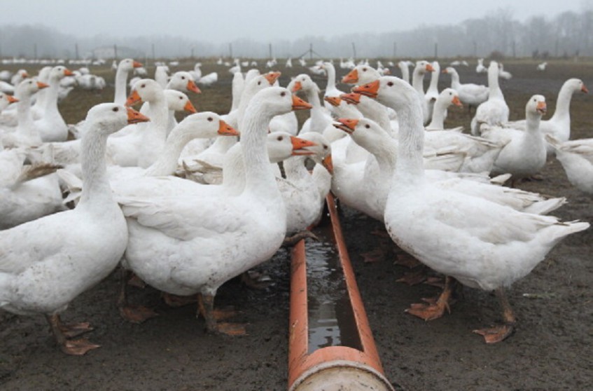 В Башкирии сотрудник птицефермы украл более двухсот гусей