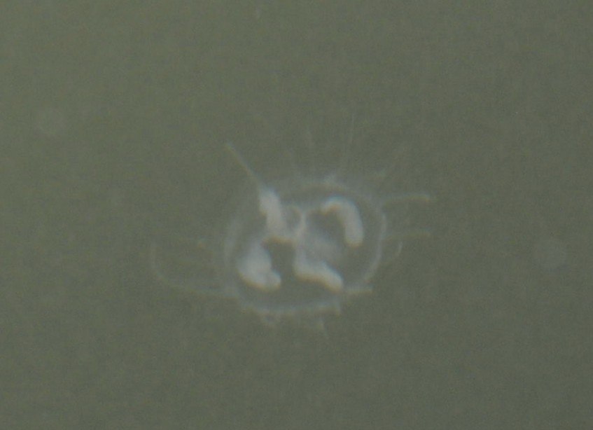 В одном из башкирских озер ученые нашли пресноводных медуз