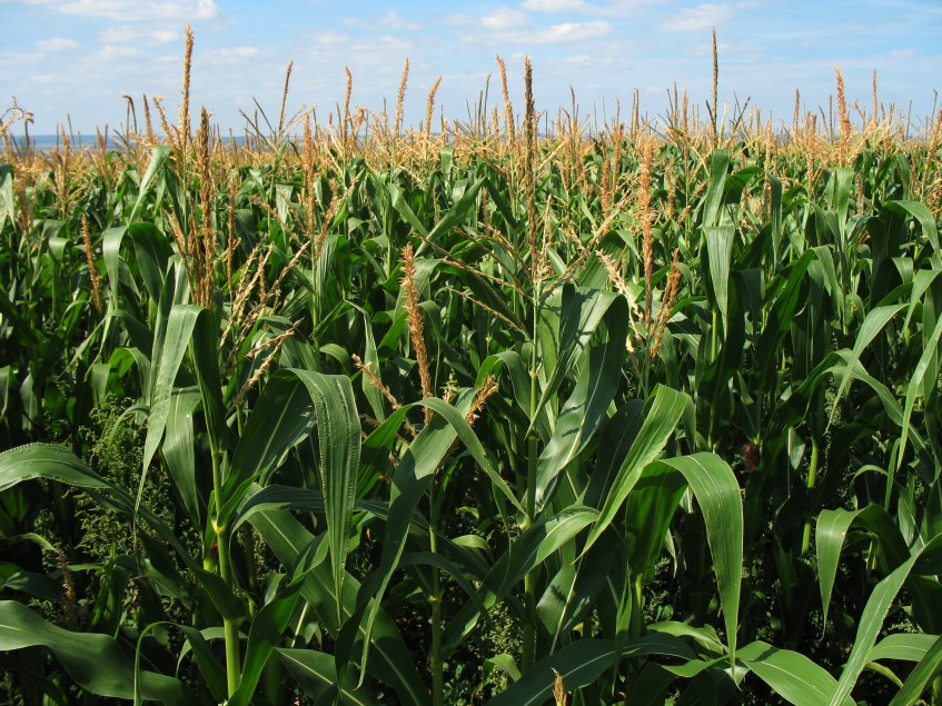 В Башкирии будут увеличены посевные площади кукурузы