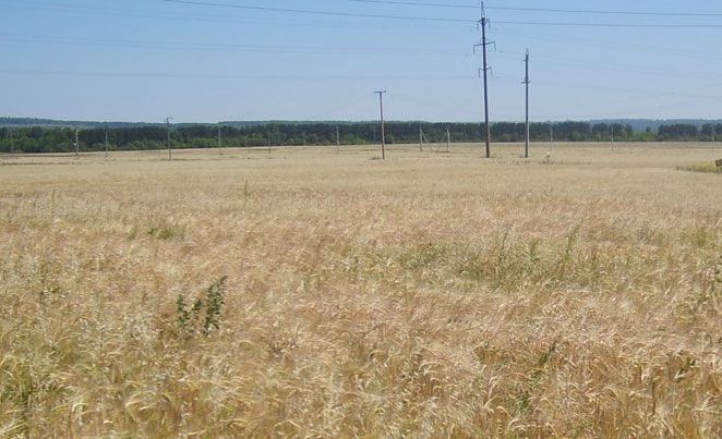 Режим ЧС введен в половине районов Башкирии в связи с гибелью посевов