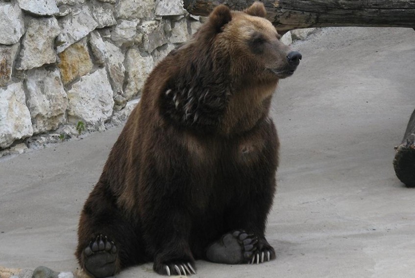 В Башкирии по улицам ходят дикие медведи