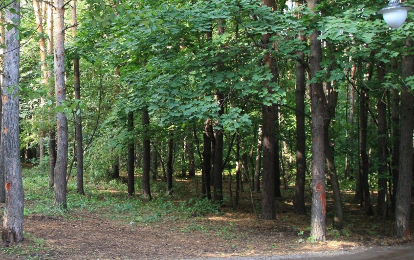 Лесной питомник Башкирии признан одним из лучших в России