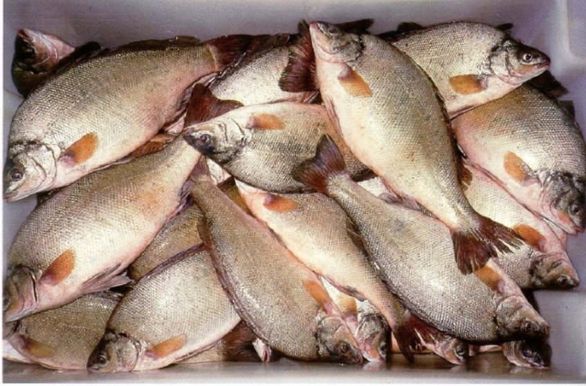 В Башкирии 36 водоемов превратят в рыбоводные хозяйства