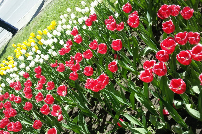 В Уфе зацветет более 1,5 миллиона тюльпанов и нарциссов