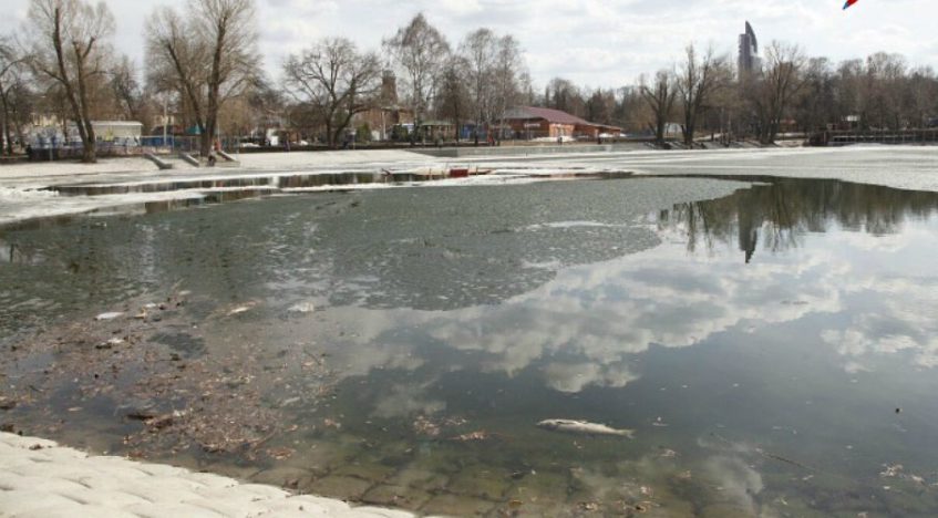 Жители Уфы обеспокоены гибелью рыбы на Солдатском озере