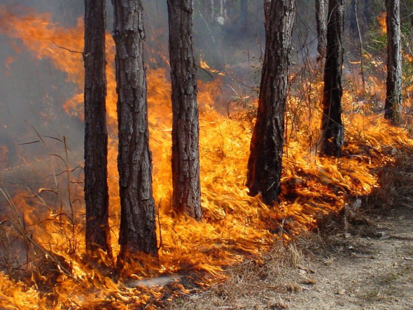 В Белорецком районе Башкирии горит лес на площади 200 га‍
