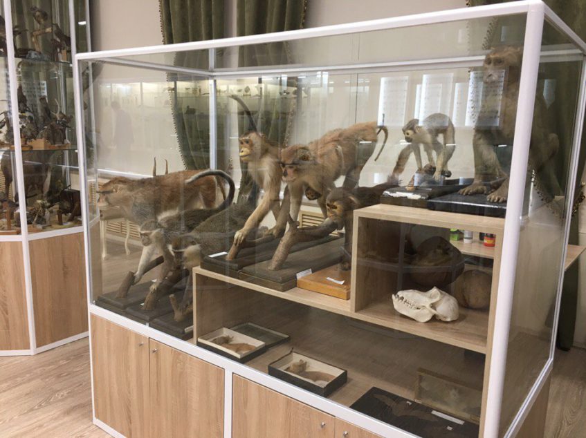В Уфе открылся обновленный зоологический музей БашГУ