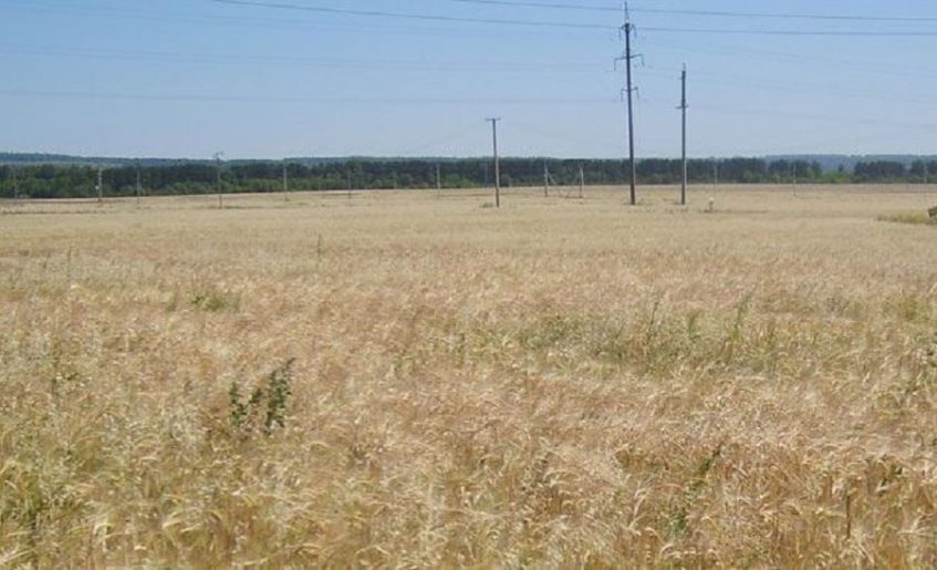 В 13 районах Башкирии из-за гибели посевов введут режим ЧС‍