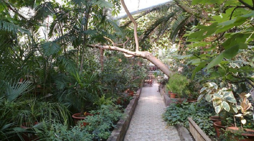 В уфимском Ботаническом саду пройдет «День шепота трав»‍