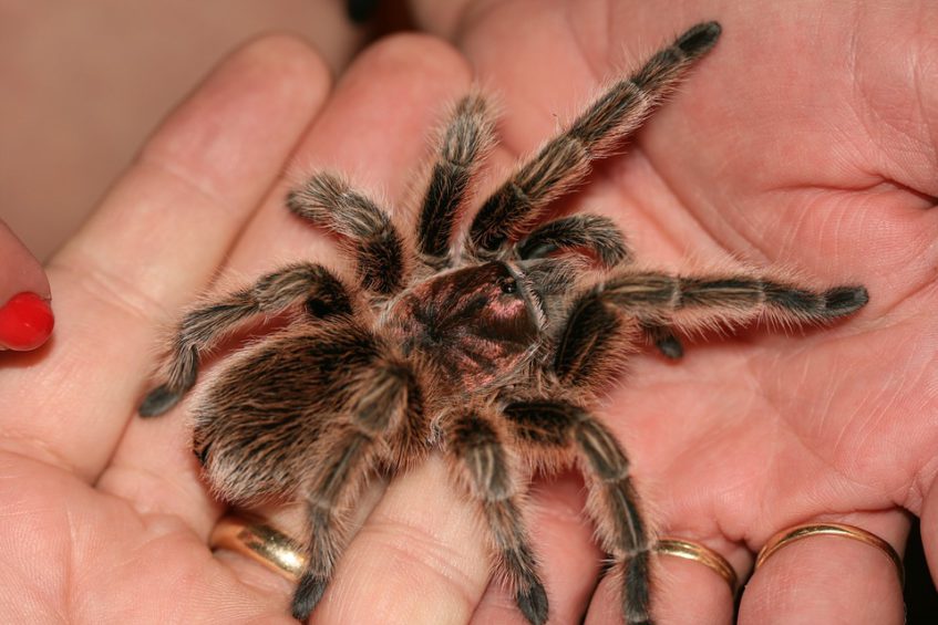 В Башкортостане на огороде нашли тарантула