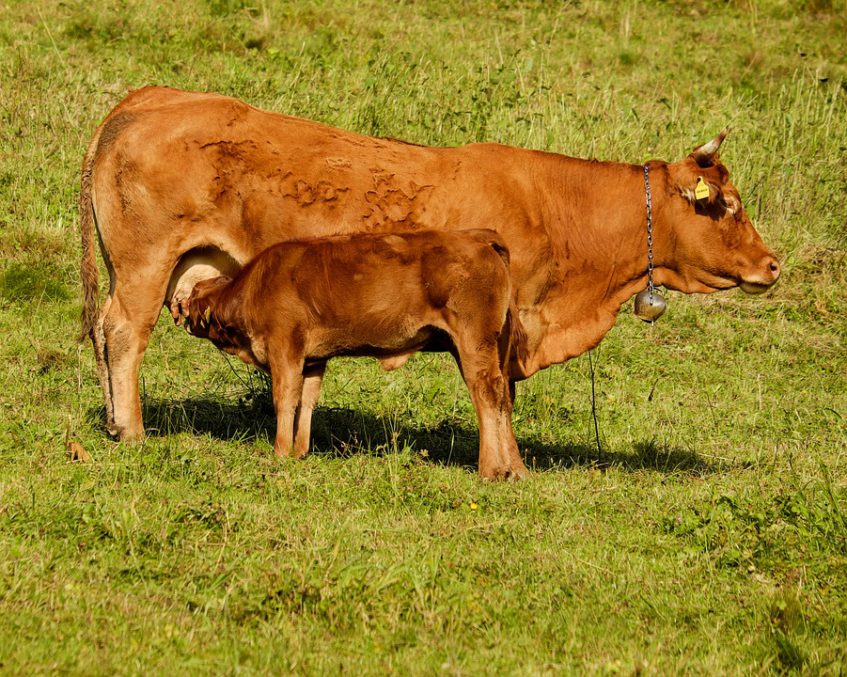 В Башкортостане коровами займутся в селекционно-генетическом центре