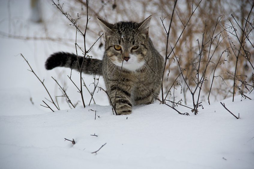 Прогноз синоптиков сбылся: в Башкортостане выпал первый снег